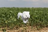 BICHON FRISE 213